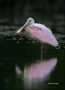 Roseate-Spoonbill;Reflection;one-animal;close-up;color-image;photography;day;out